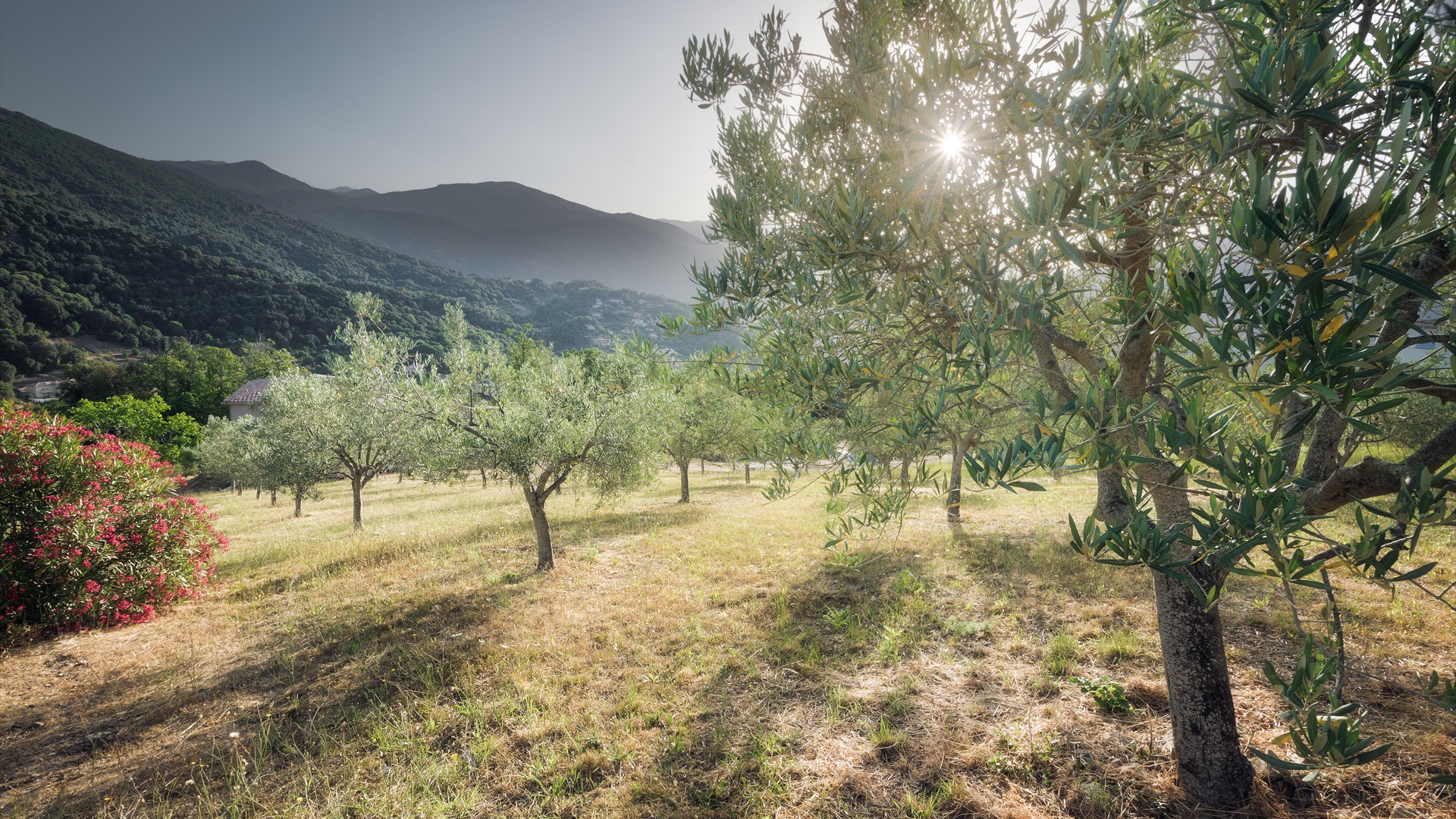 Arbres oliviers - copie