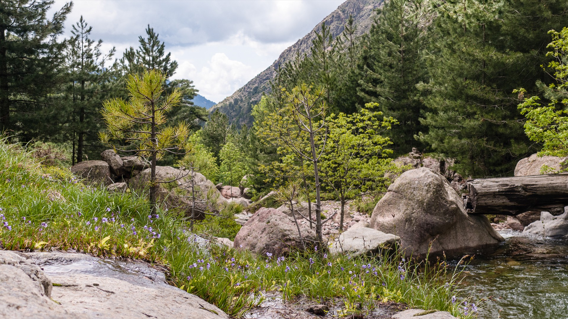 Pinguicula_corsica_in_its_natural_habitat,_Corsica
