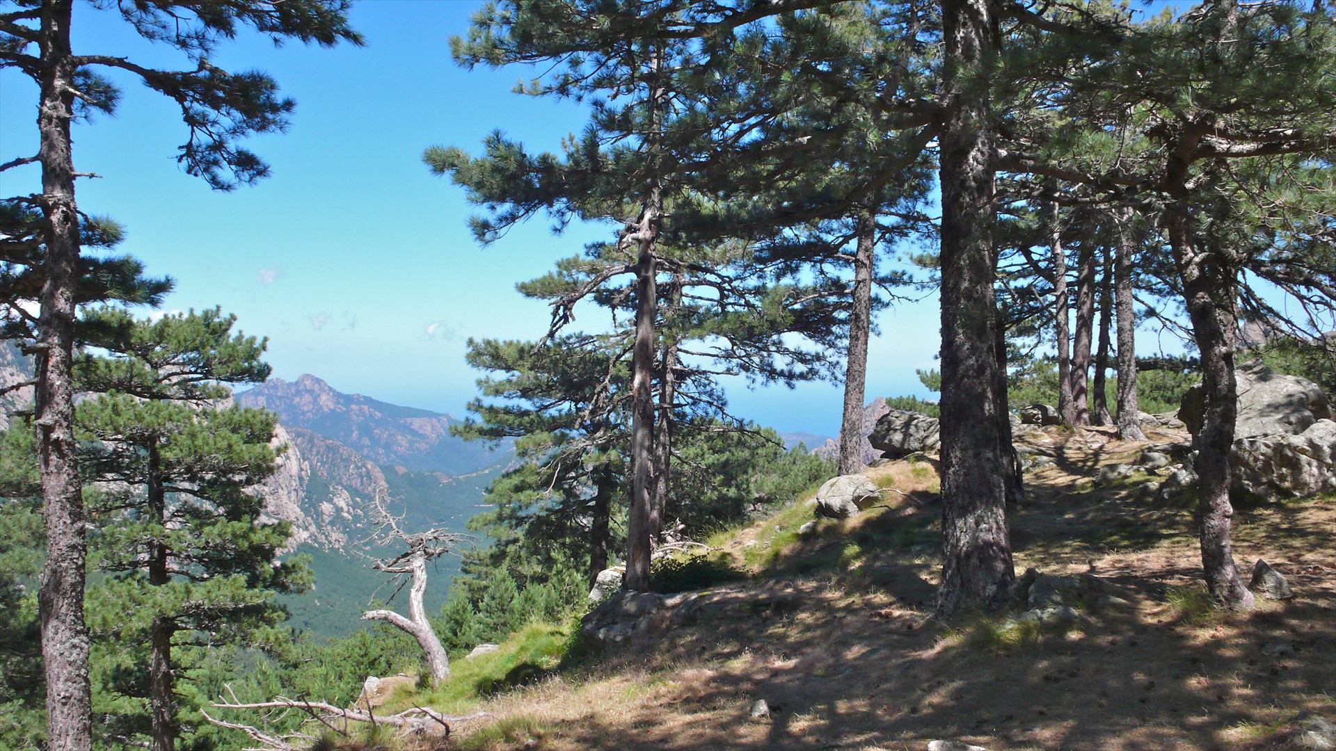 Pinus_nigra_var_corsicana_Corsica_3